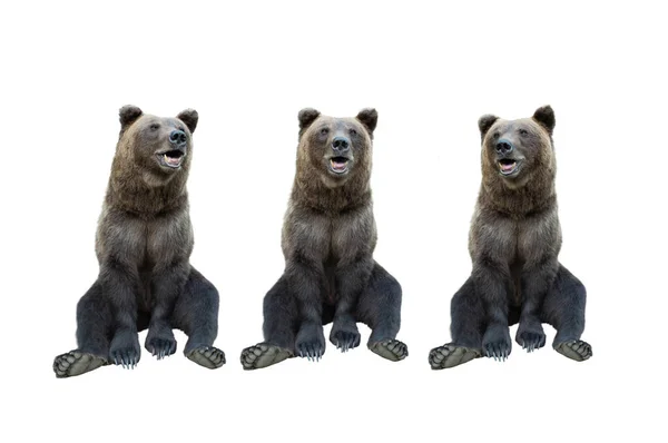 三只棕熊在白色背景上被隔离 — 图库照片