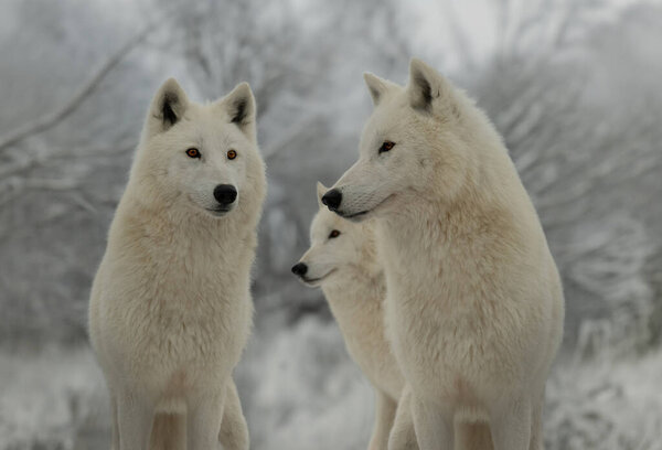 Three polar wolves standing in the background of the forest