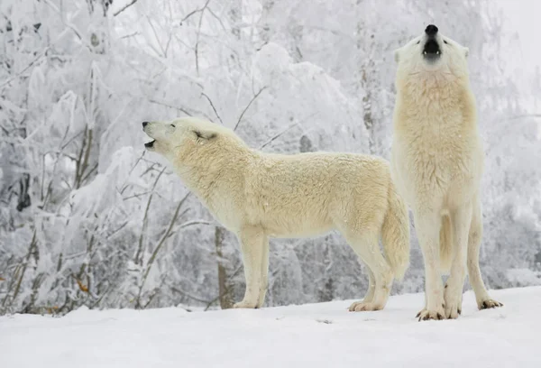 Dva Bílí Polární Vyjící Vlci Pozadí Zimního Lesa — Stock fotografie