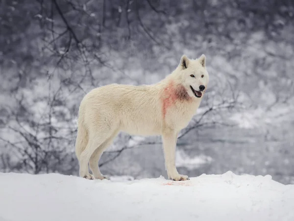 Polární Vlk Stojí Pozadí Lesa — Stock fotografie