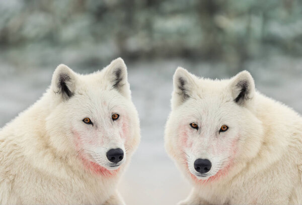 Two polar wolves on a blurred background