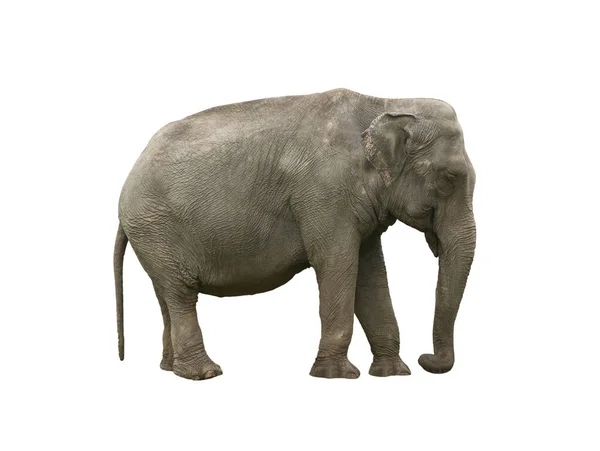 Elefante Indiano Elephas Maximus Isolado Sobre Fundo Branco — Fotografia de Stock