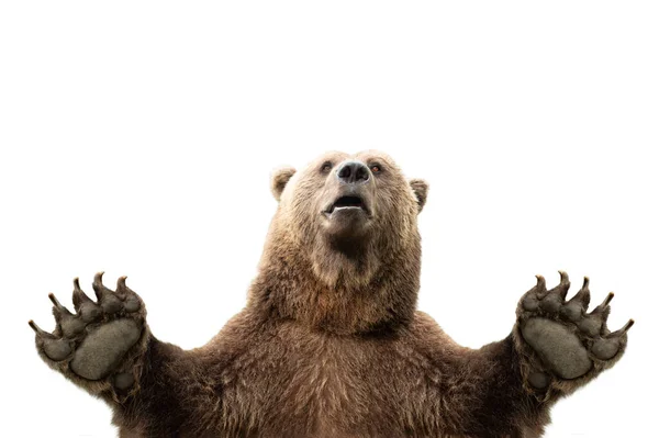 Medvěd Zvednutými Tlapami Izolované Bílém Pozadí — Stock fotografie