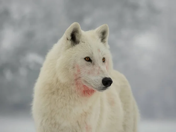 Portrait White Wolf Gray Background — Stock Photo, Image