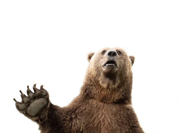 Медведь Поднятой Лапой Белом Фоне — стоковое фото
