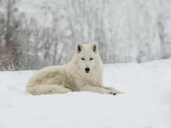 Polar white wolf lies on the snow