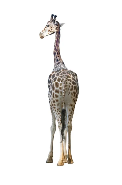 Giraffe Isoliert Auf Weißem Hintergrund — Stockfoto