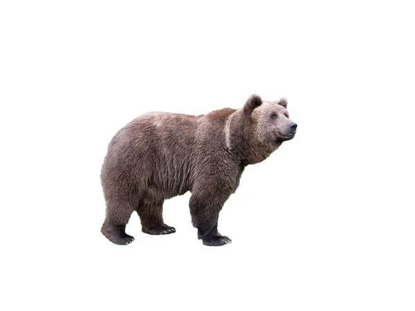 棕熊在白色背景上孤立 — 图库照片