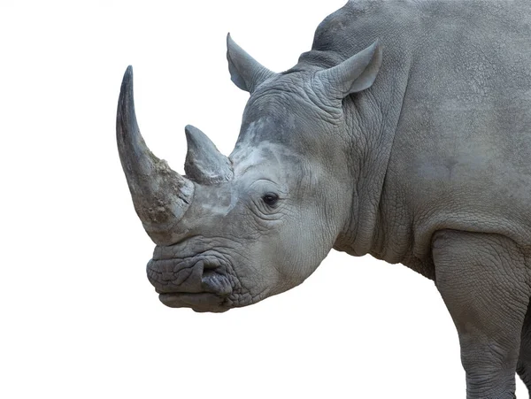 Portrait White Rhino Isolated White Background — Stock Photo, Image