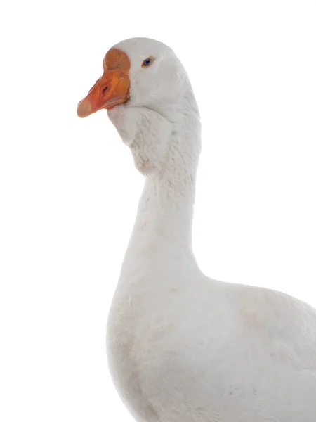 Portrait White Goose Isolated White Background — Stock Photo, Image
