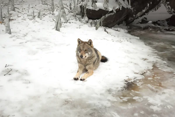Loup Gris Trouve Dans Forêt Près Rivière — Photo