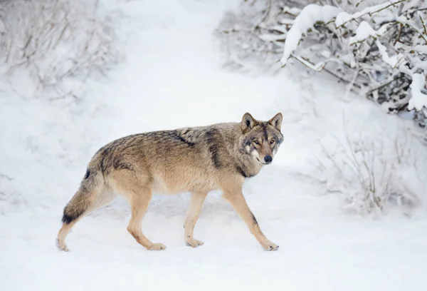 Kráčející Šedý Vlk Sněhu Lese — Stock fotografie