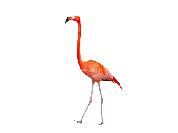 Flamingo Vermelho Isolado Fundo Branco — Fotografia de Stock