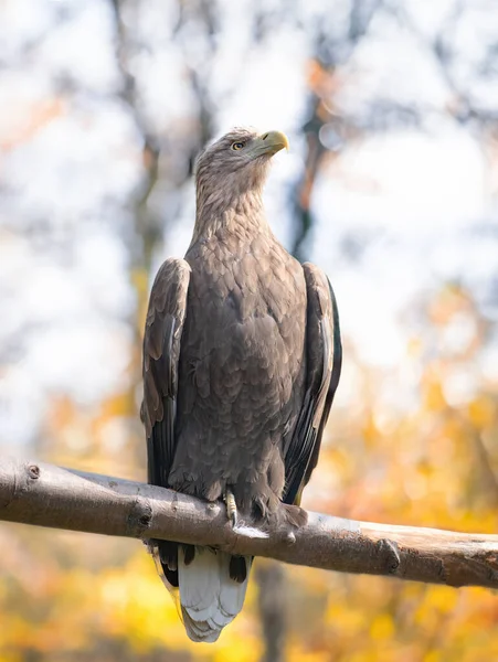 sea eagle sitting on a tree branch against the backdrop of an autumn forest
