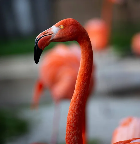 Vacker Flamingo Porträtt Suddig Bakgrund — Stockfoto