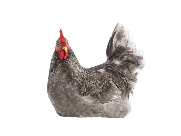 Gray Rooster Isolated White Background — Stock Photo, Image