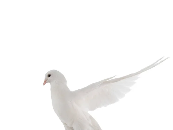 Pomba Branca Voadora Livre Isolada Fundo Branco — Fotografia de Stock