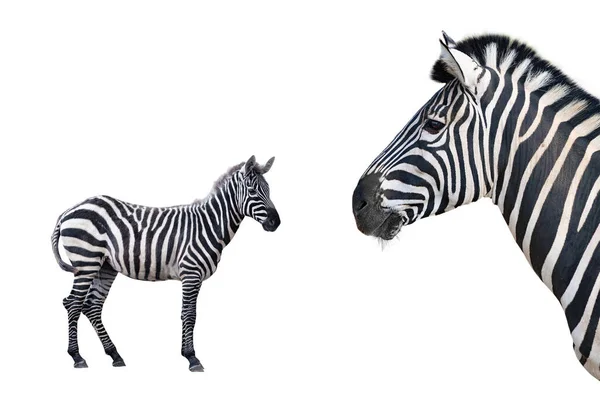 Две Красивые Зебры Изолированы Белом Фоне — стоковое фото