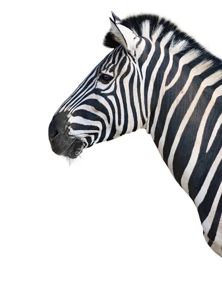 Szép Tiszta Zebra Áll Profil Elszigetelt Fehér Háttér — Stock Fotó