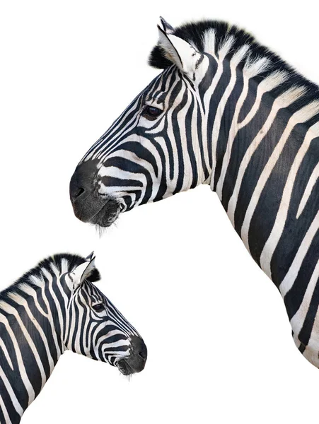 Retrato Bela Zebra Isolada Sobre Fundo Branco — Fotografia de Stock