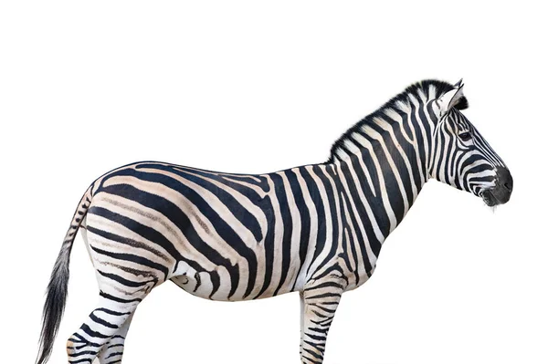 Szép Tiszta Zebra Áll Profil Elszigetelt Fehér Háttér — Stock Fotó