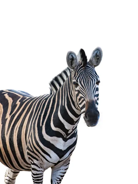Porträt Eines Schönen Zebras Isoliert Auf Weißem Hintergrund — Stockfoto