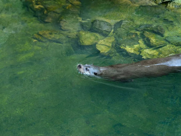 Lontra Flutuando Água Habitat Natural — Fotografia de Stock