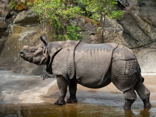 Rhinocéros Milieu Naturel Avec Corne Coupée — Photo
