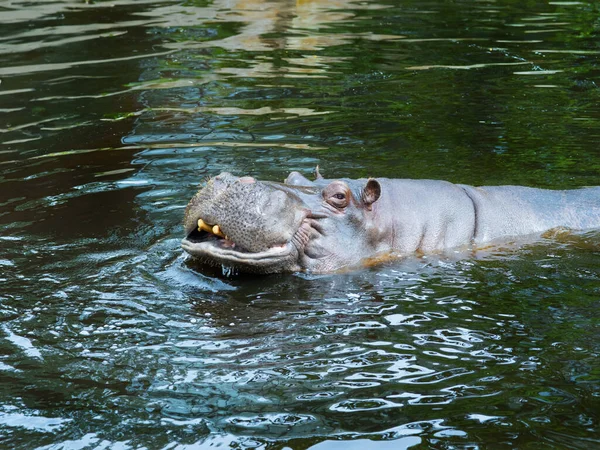 Grand Hippopotame Flottant Sur Eau — Photo