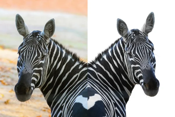 Portrait Zebra Natural Conditions Isolated White Background Easy Work Designer — Stock Photo, Image