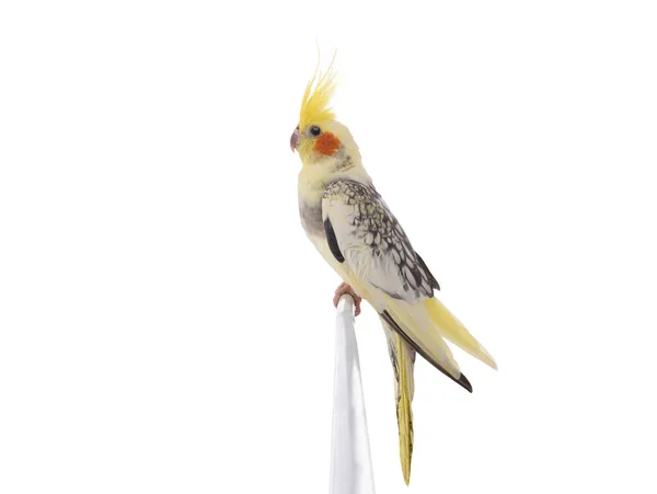 Papagaio Índia Nymphicus Hollandicus Isolado Sobre Fundo Branco — Fotografia de Stock