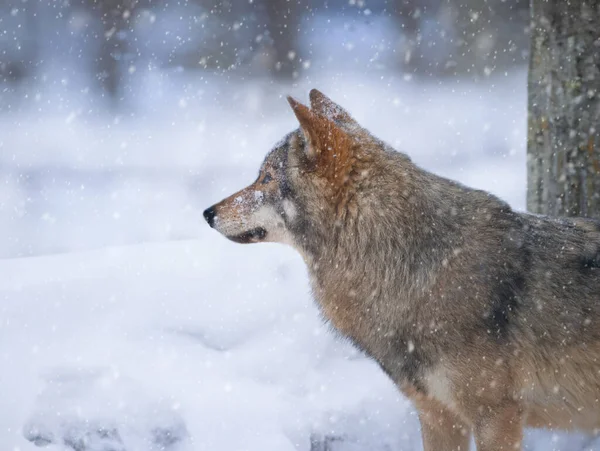 Portrét Šedého Vlka Pokrytého Zimě Ledem Lese — Stock fotografie