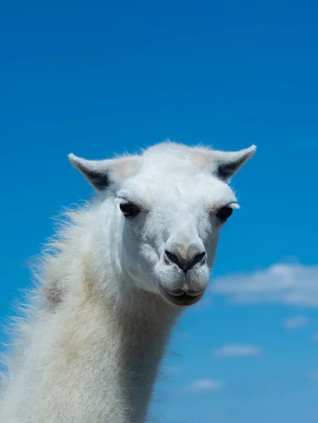 Retrato Lama Blanco Cielo Azul — Foto de Stock