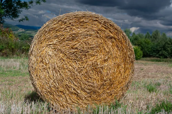 Roll Dry Hay Που Βρίσκεται Στο Φόντο Του Δάσους — Φωτογραφία Αρχείου