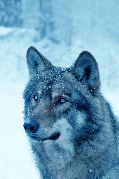 冬の森の背景にあるオオカミ — ストック写真