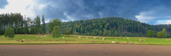 Cows Grazing Meadow Backdrop Forest — Stock Photo, Image