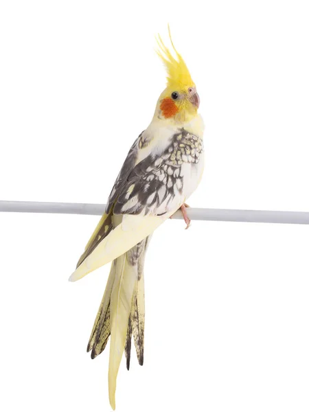 Cockatiel Nymphicus Hollandicus Parrot Isolated White Background — Stock Photo, Image