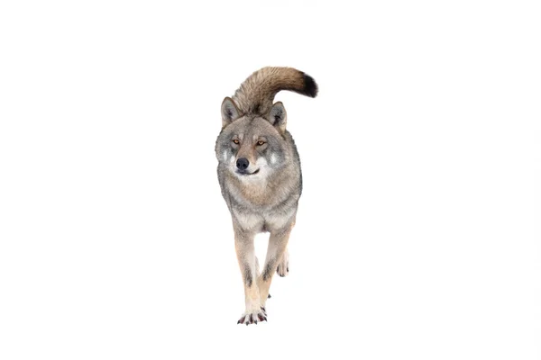 Grijze Wolf Geïsoleerd Witte Achtergrond — Stockfoto