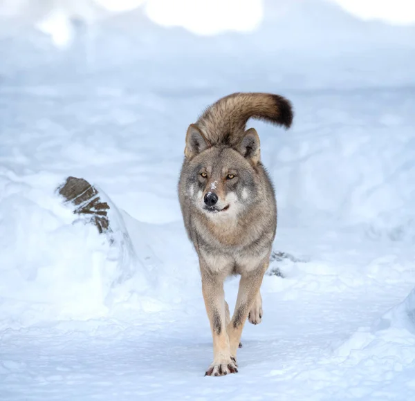 Running Gray Wolf Snow — Stock Photo, Image