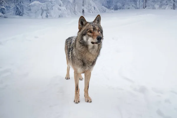Сірий Вовк Розчистці Сніжного Лісу — стокове фото