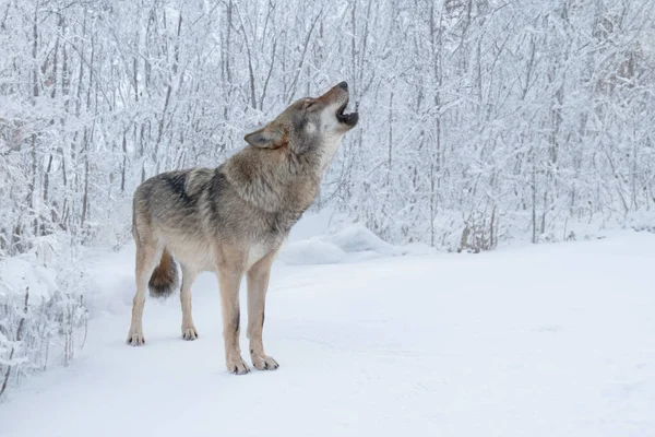 Gray howling wolf on the background of the forest
