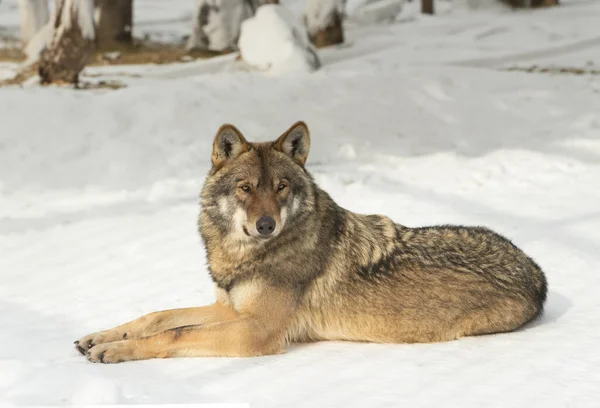 灰色のオオカミは晴れた天気の森の雪の上に横たわっています — ストック写真