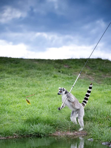 Lemur Como Pescador Com Uma Vara Pesca Peixes Capturados — Fotografia de Stock