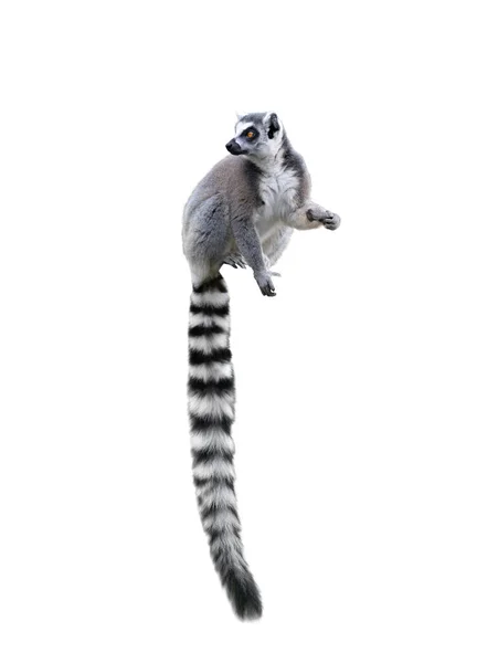 Lemur Isolerad Vit Bakgrund — Stockfoto
