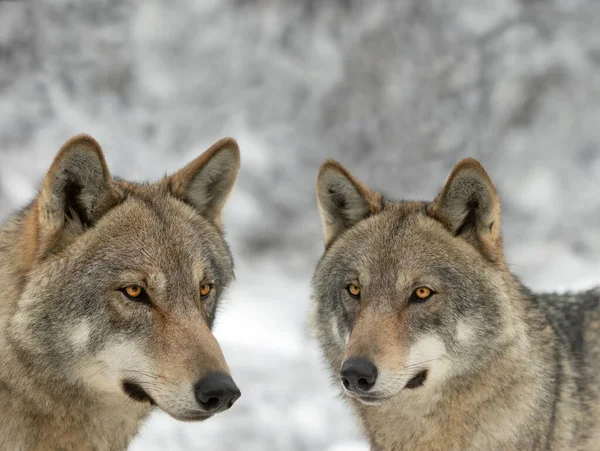 Wolf and she-wolf close-up on the background of a blurry forest