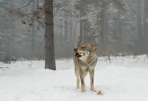 Gray wolf eating his prey in the forest in winter