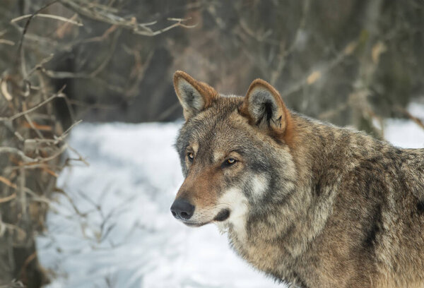 portrait of a gray wolf on the background of the forest