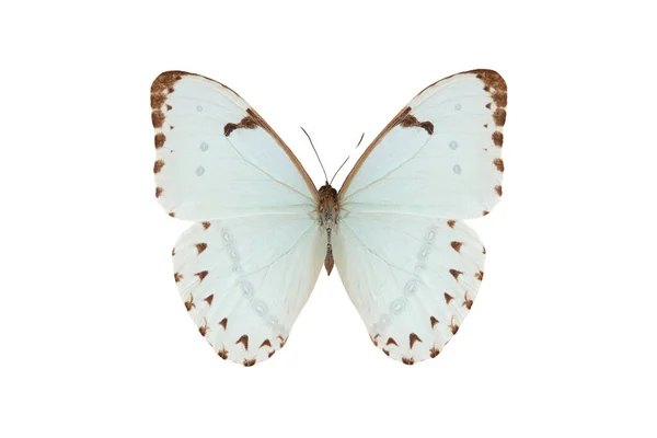 Неотропическая Бабочка Morpho Catenaria Изолирована Белом Фоне — стоковое фото