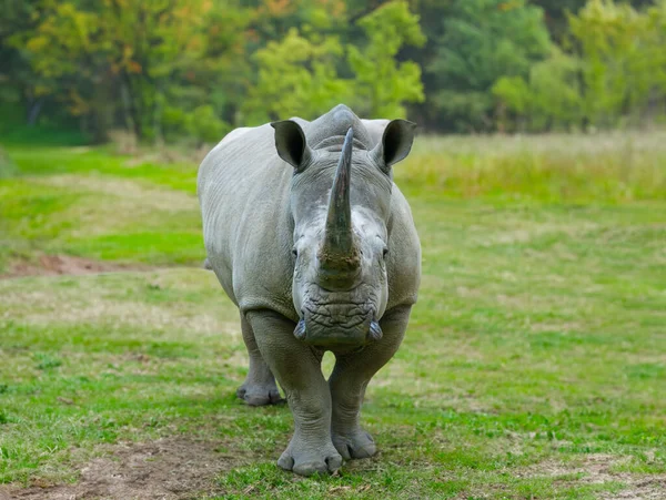 Rhinocéros Debout Dans Forêt — Photo