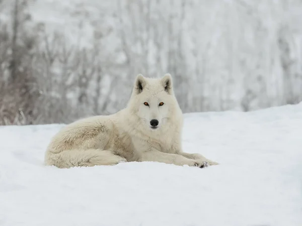 北极熊白狼躺在雪地上 免版税图库照片
